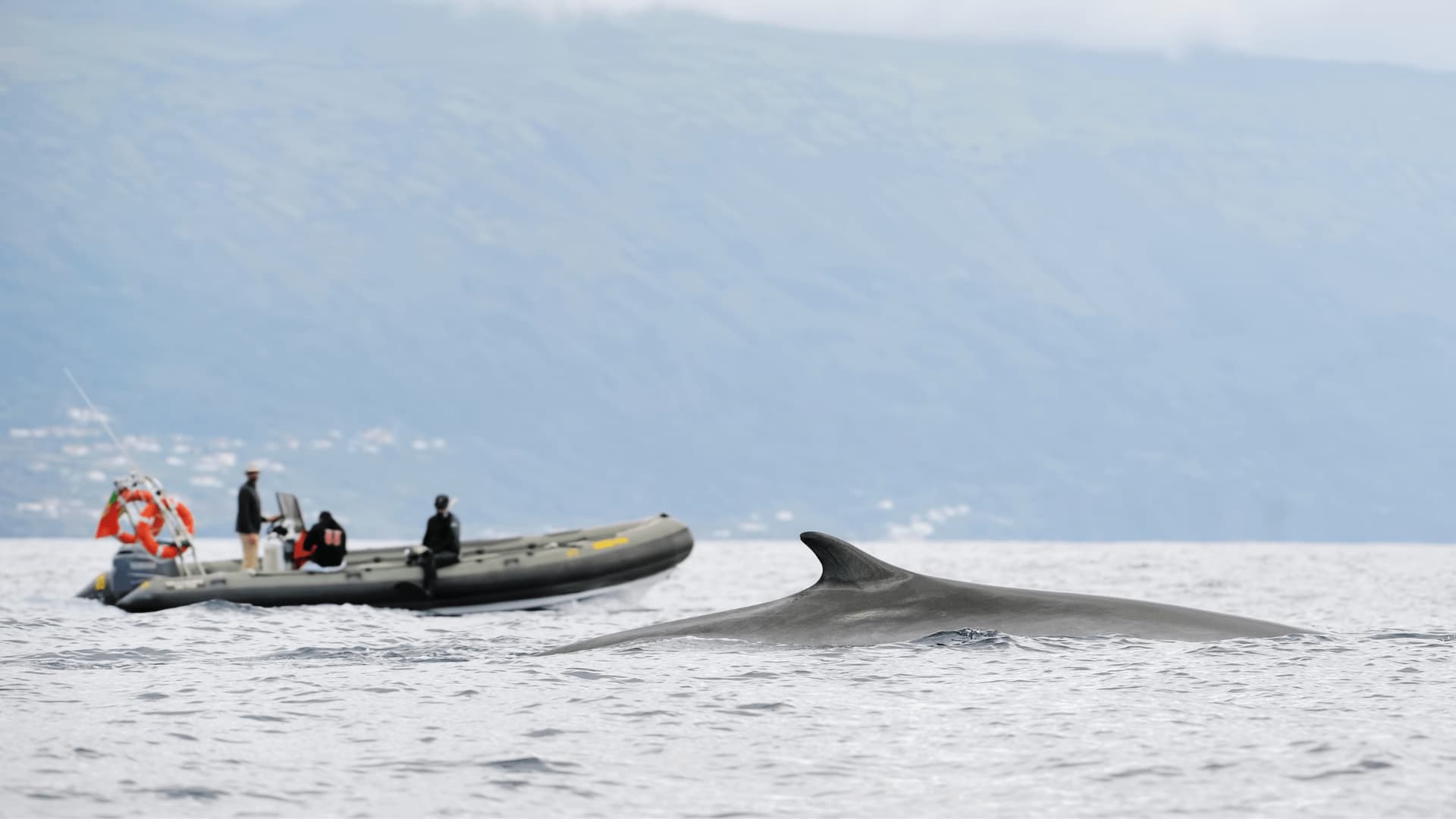 Azores whales