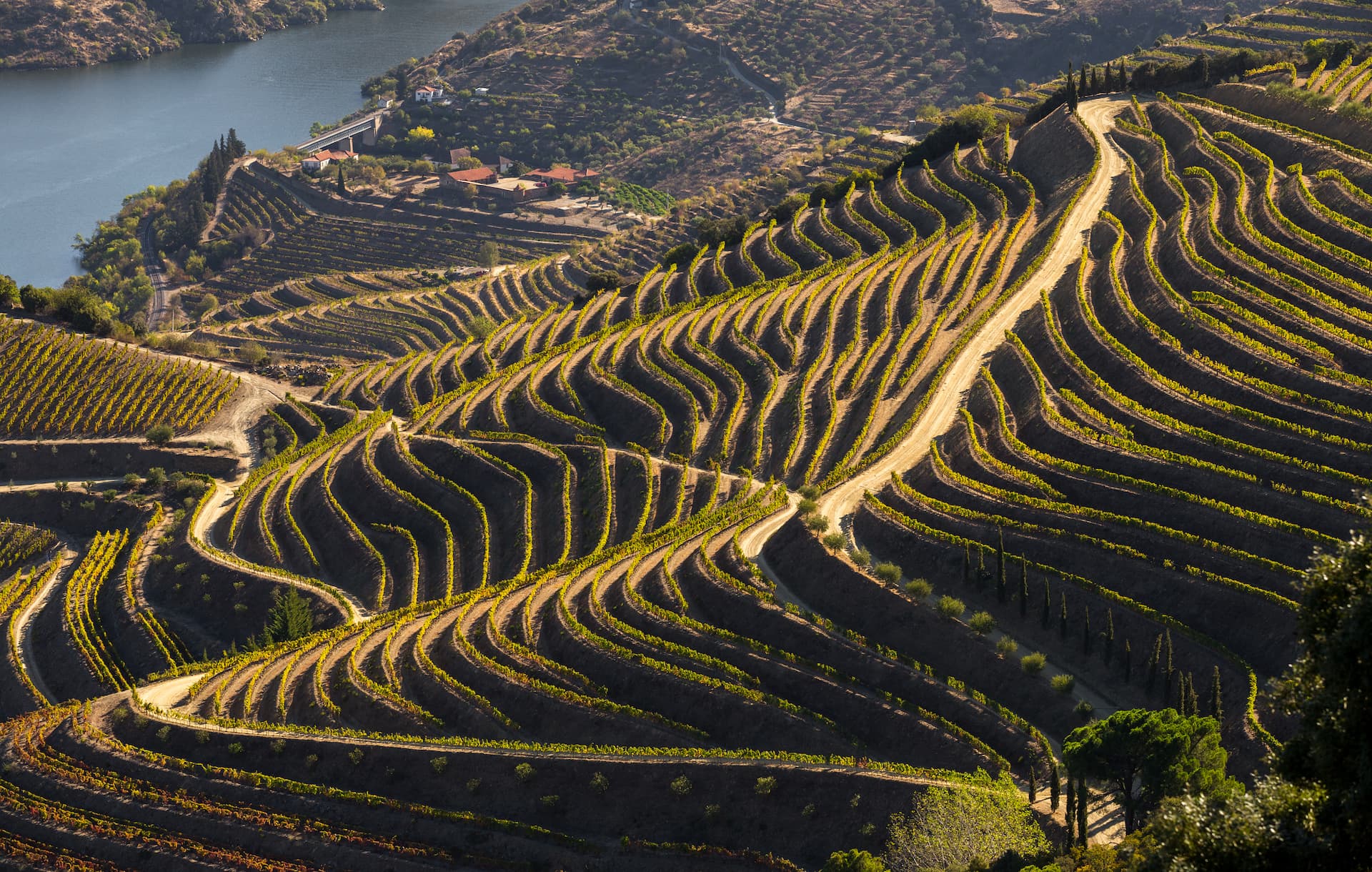 Dão Wineward