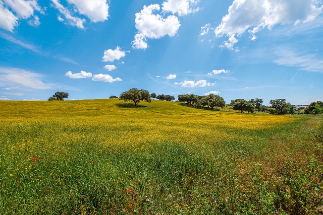 Alentejo Fields Landscape In Portugal