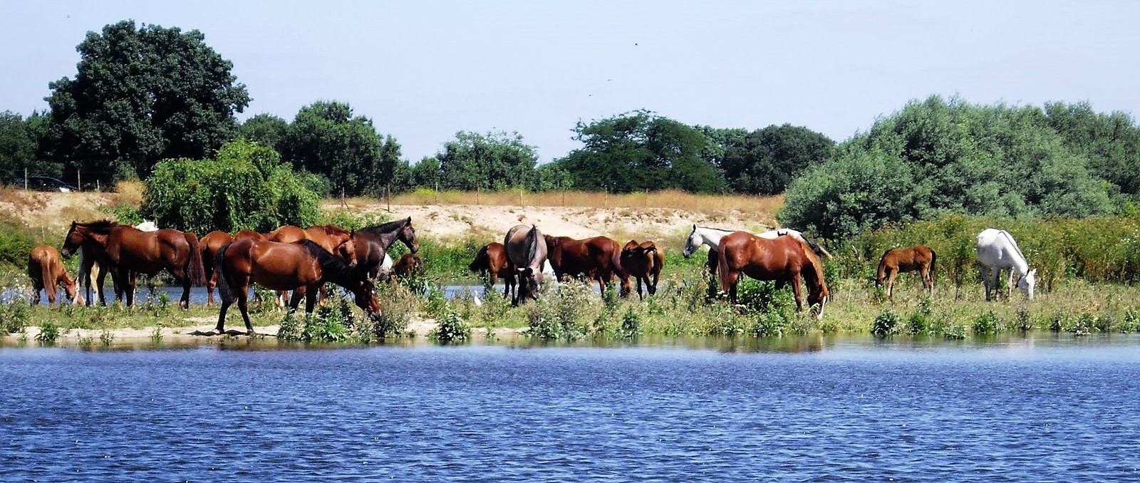 Rio Tejo Cavalos